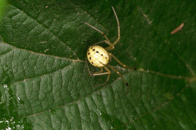 Enoplognatha_ovata_D5195_Z_89_Les Gris_Frankrijk.jpg